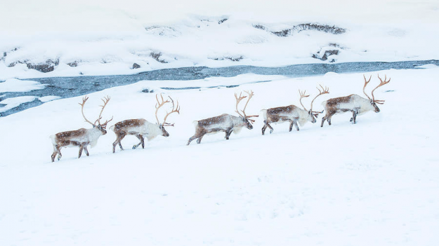 Click to Enlarge

Name: reindeers 5 row 27-12-2021 9-35-30 am.png
Size: 298 KB