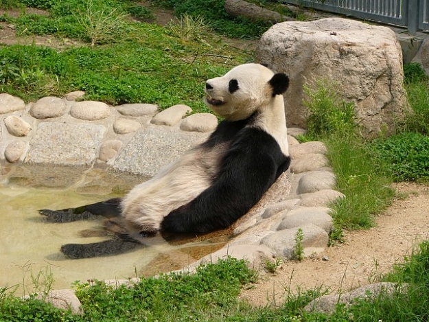 Click to Enlarge

Name: silly panda3.jpg
Size: 132 KB