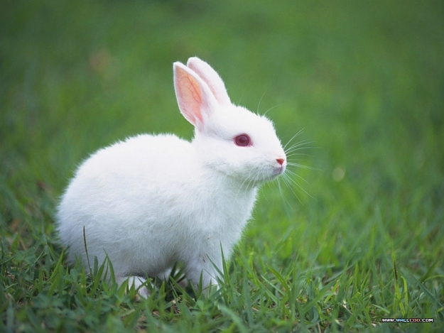 Click to Enlarge

Name: Rabbit.jpg
Size: 353 KB